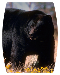 DAREC 301 Black Bear